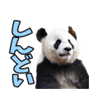 高知・土佐弁☆パンダ（個別スタンプ：24）