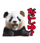 高知・土佐弁☆パンダ（個別スタンプ：25）