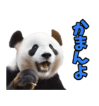 高知・土佐弁☆パンダ（個別スタンプ：28）