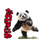 高知・土佐弁☆パンダ（個別スタンプ：29）