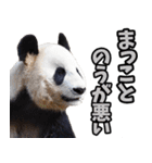 高知・土佐弁☆パンダ（個別スタンプ：32）