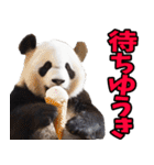 高知・土佐弁☆パンダ（個別スタンプ：33）