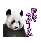 高知・土佐弁☆パンダ（個別スタンプ：35）