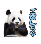 高知・土佐弁☆パンダ（個別スタンプ：36）