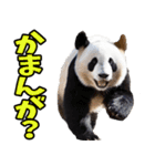 高知・土佐弁☆パンダ（個別スタンプ：39）