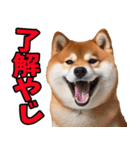 宮崎弁☆柴犬（個別スタンプ：1）