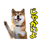 宮崎弁☆柴犬（個別スタンプ：2）
