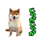 宮崎弁☆柴犬（個別スタンプ：3）