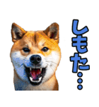 宮崎弁☆柴犬（個別スタンプ：4）