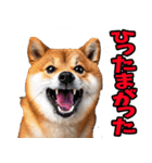 宮崎弁☆柴犬（個別スタンプ：6）