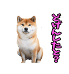 宮崎弁☆柴犬（個別スタンプ：7）