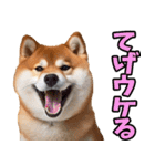 宮崎弁☆柴犬（個別スタンプ：10）