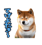 宮崎弁☆柴犬（個別スタンプ：11）