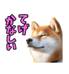 宮崎弁☆柴犬（個別スタンプ：12）