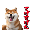 宮崎弁☆柴犬（個別スタンプ：13）
