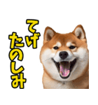 宮崎弁☆柴犬（個別スタンプ：14）