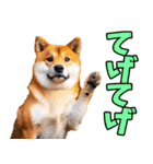 宮崎弁☆柴犬（個別スタンプ：15）