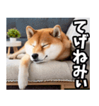 宮崎弁☆柴犬（個別スタンプ：16）