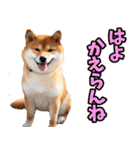 宮崎弁☆柴犬（個別スタンプ：17）