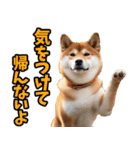 宮崎弁☆柴犬（個別スタンプ：19）