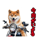 宮崎弁☆柴犬（個別スタンプ：20）