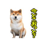 宮崎弁☆柴犬（個別スタンプ：21）