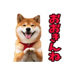 宮崎弁☆柴犬（個別スタンプ：25）