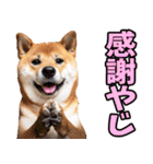 宮崎弁☆柴犬（個別スタンプ：27）