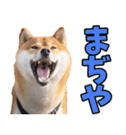 宮崎弁☆柴犬（個別スタンプ：28）