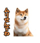 宮崎弁☆柴犬（個別スタンプ：30）