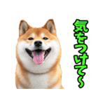 宮崎弁☆柴犬（個別スタンプ：31）