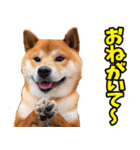 宮崎弁☆柴犬（個別スタンプ：33）