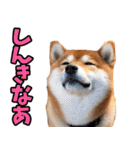 宮崎弁☆柴犬（個別スタンプ：34）