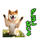 宮崎弁☆柴犬（個別スタンプ：35）