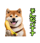 宮崎弁☆柴犬（個別スタンプ：37）