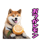 宮崎弁☆柴犬（個別スタンプ：38）