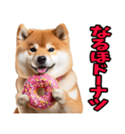 宮崎弁☆柴犬（個別スタンプ：39）