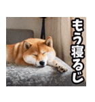 宮崎弁☆柴犬（個別スタンプ：40）