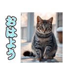 飛び出す★冬を感じるアメショー_挨拶（個別スタンプ：1）