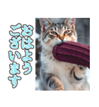 飛び出す★冬を感じるアメショー_挨拶（個別スタンプ：2）