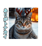 飛び出す★冬を感じるアメショー_挨拶（個別スタンプ：3）
