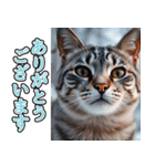 飛び出す★冬を感じるアメショー_挨拶（個別スタンプ：4）
