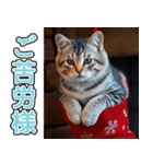 飛び出す★冬を感じるアメショー_挨拶（個別スタンプ：7）