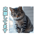 飛び出す★冬を感じるアメショー_挨拶（個別スタンプ：17）