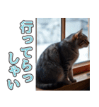 飛び出す★冬を感じるアメショー_挨拶（個別スタンプ：19）