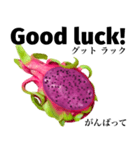 南国のドラゴンフルーツ 【英語】（個別スタンプ：10）