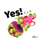 南国のドラゴンフルーツ 【英語】（個別スタンプ：12）
