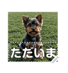 可愛い子犬のメッセージスタンプ（個別スタンプ：3）