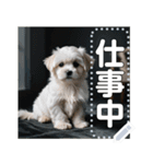 可愛い子犬のメッセージスタンプ（個別スタンプ：5）