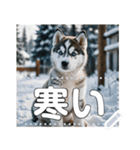 可愛い子犬のメッセージスタンプ（個別スタンプ：17）